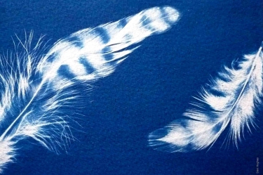 Sian Hughes Feather Image
